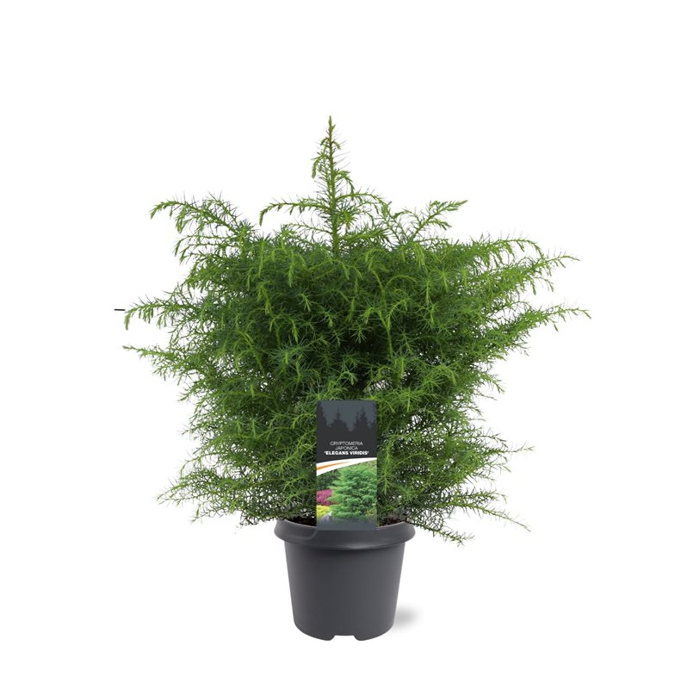 Cryptomeria j. 'Elegans Viridis' - C5 40-50 CM